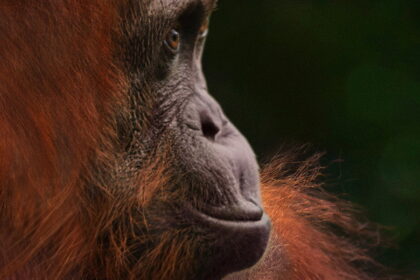 Orangutan (2026)