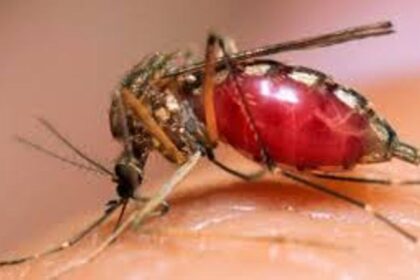 Nigeria leads as global malaria deaths rise to 610,000