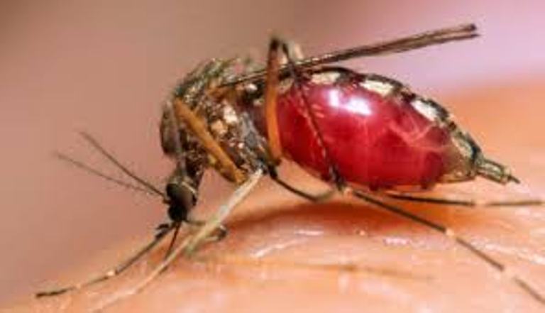Nigeria leads as global malaria deaths rise to 610,000