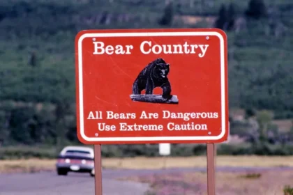 A Hiker Vanished in Montana's Bear Country - What Search Crews Just Found in the Woods Is Absolutely Horrifying