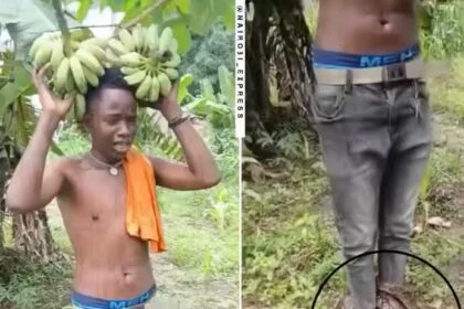 Tanzanian Thief Trapped By A Snake After Stealing Bananas From Farm
