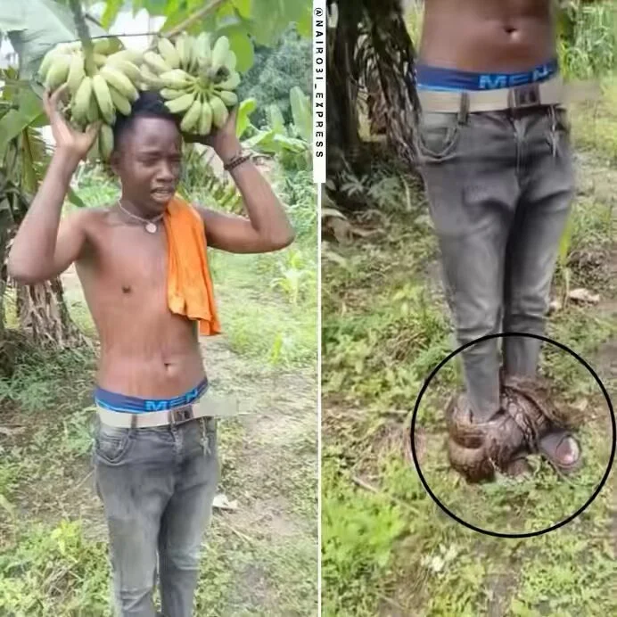 Tanzanian Thief Trapped By A Snake After Stealing Bananas From Farm