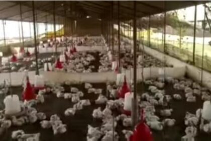 A Wedding DJ Played Music So Loud That 140 Chickens Dropped Dead Instantly - Now the Farmer Is Crying for Justice