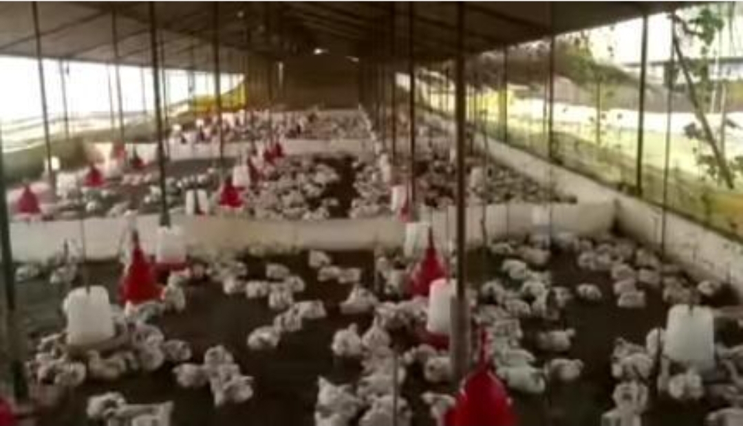 A Wedding DJ Played Music So Loud That 140 Chickens Dropped Dead Instantly - Now the Farmer Is Crying for Justice