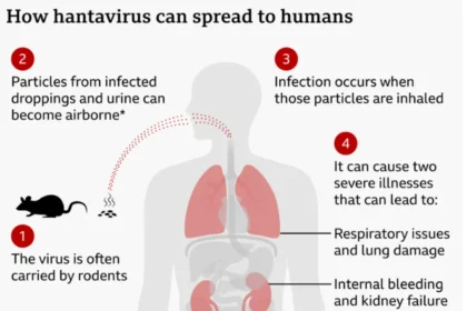 What Is Hantavirus and How Does It Spread as Cruise Ship Outbreak Confirms Human Transmission